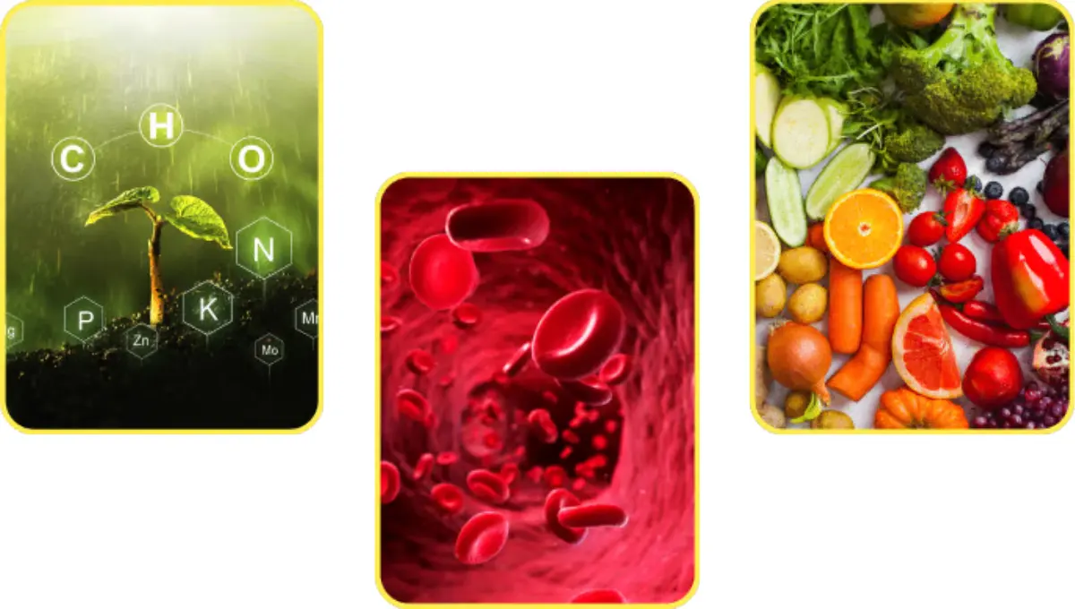 Essential Nutrients Found in Moringa